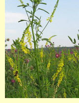 Донник лекарственный (Melilotis officinalis L.) Донник лекарственный (Melilotis officinalis L.)